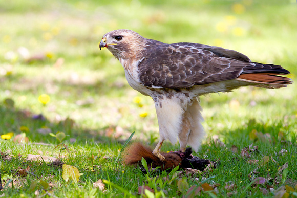 Red-tailed Hawk and Gray Squirrel