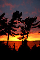 Georgian Bay Pines