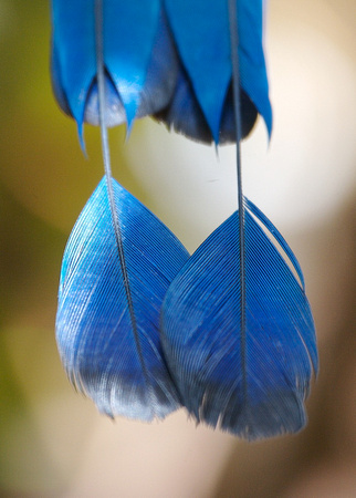 Blue-crowned Motmot Tail Feathers
