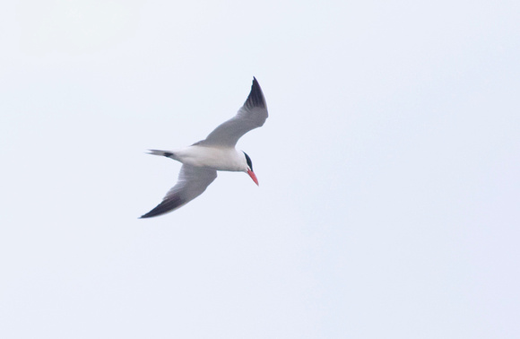 Caspian Tern - Toronto, ON