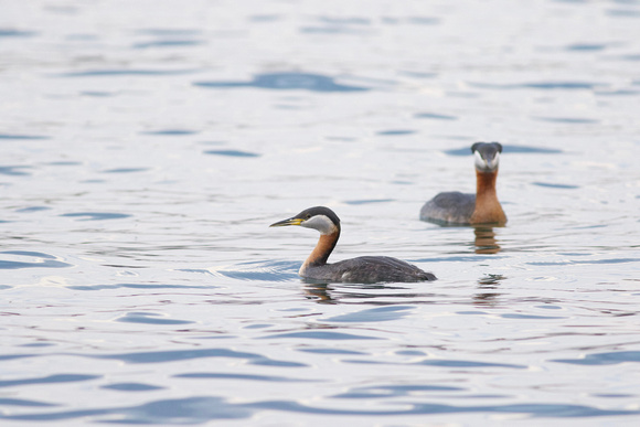 Red-necked Grebes - Toronto, ON