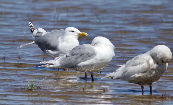 Thayer's Gull at left, Kumlien's Iceland Gulls centre and right - Toronto, ON