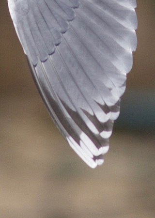 Thayer's Gull wing pattern - Toronto, ON