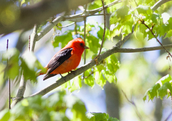 Scarlet Tanager - Grey County, ON