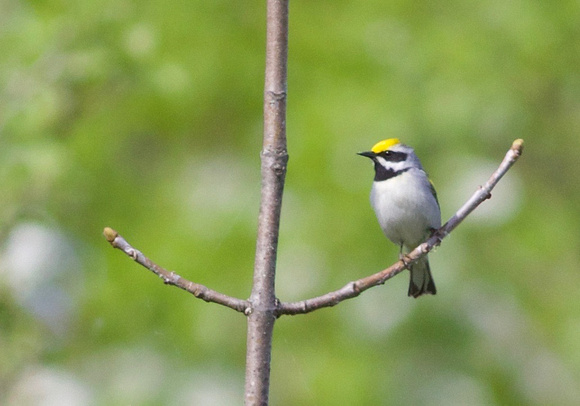 Golden-winged Warbler - Grey County, ON