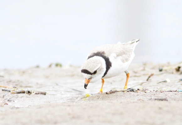 Piping Plover - Toronto, ON