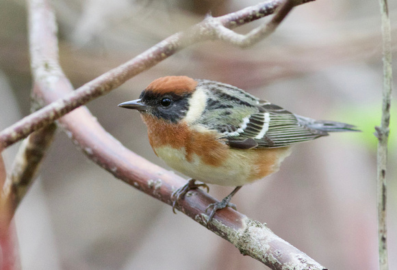 Bay-breasted Warbler - Toronto, ON
