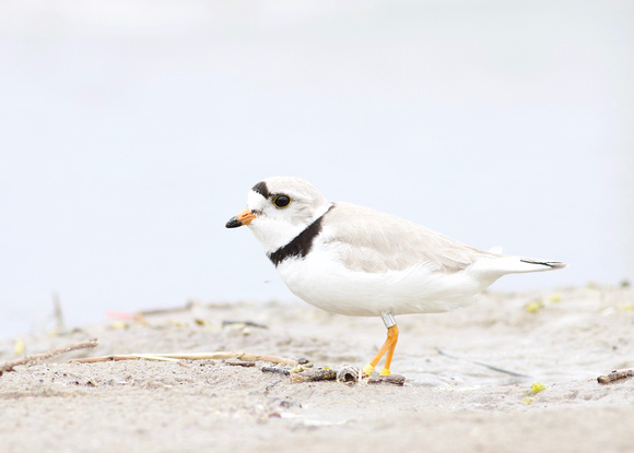 Piping Plover - Toronto, ON