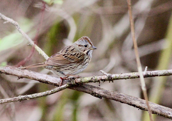 Lincoln's Sparrow - Toronto, ON