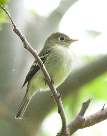 Yellow-bellied Flycatcher - Mississauga, ON