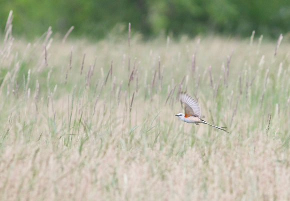 Scissor-tailed Flycatcher - Mississauga, ON