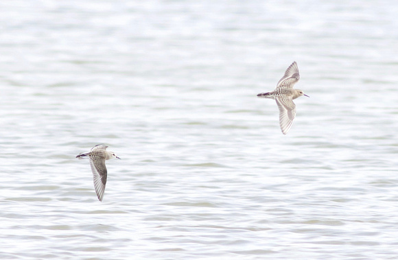 Baird's and Semipalmated Sandpipers - Toronto, ON