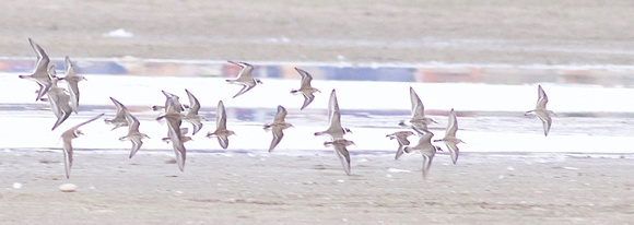White-rumped Sandpiper, 4th from right - Toronto, ON