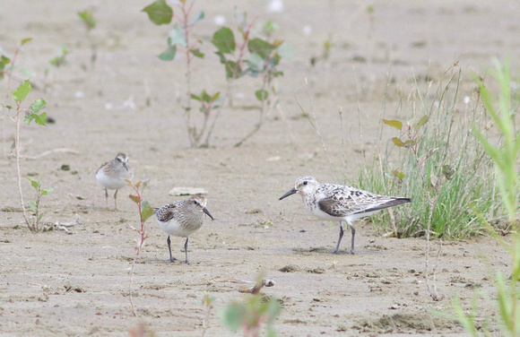 White-rumped Sandpiper and Sanderling - Toronto, ON