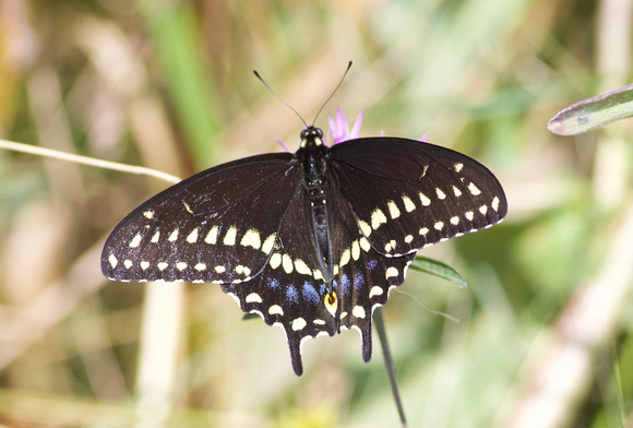 Black Swallowtail - Toronto, ON