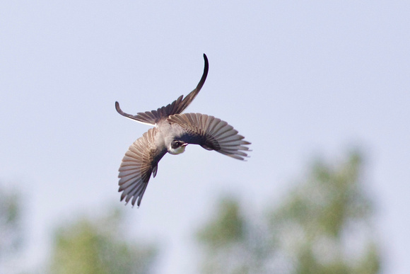 Fork-tailed Flycatcher - Toronto, ON