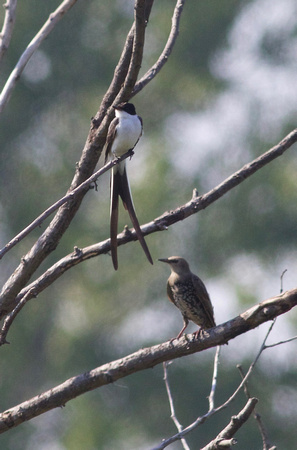 Fork-tailed Flycatcher and Starling - Toronto, ON