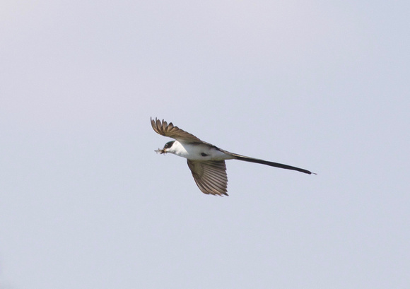 Fork-tailed Flycatcher - Toronto, ON