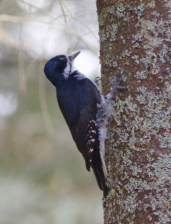 Black-backed Woodpecker - Algonquin PP, ON
