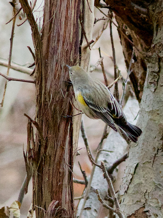 Audubon's Yellow-rumped Warbler - Oakville, ON