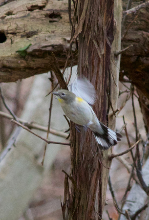 Audubon's Yellow-rumped Warbler - Oakville, ON