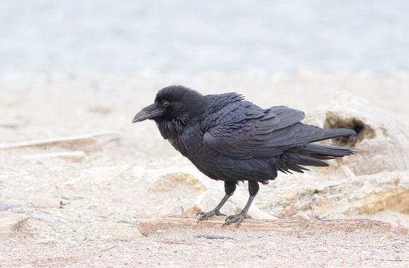 Common Raven - Toronto, ON