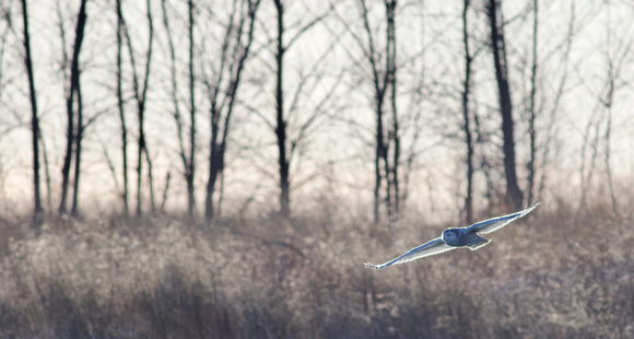 Snowy Owl - Toronto, ON