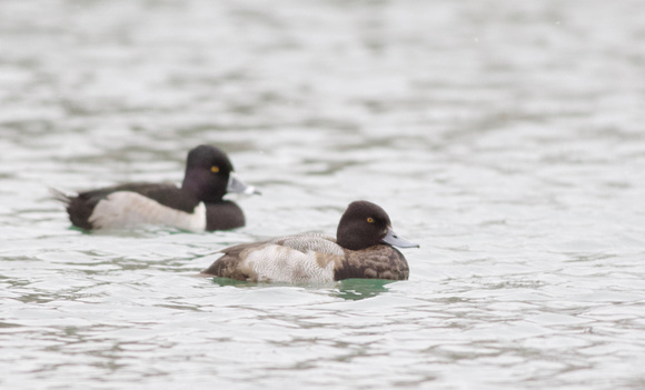 Lesser Scaup (front) & Ring-necked Duck - Toronto, ON