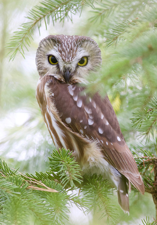 Northern Saw-whet Owl - Toronto, ON