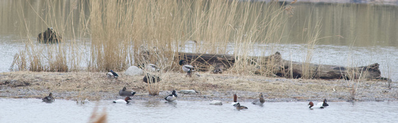 Canvasbacks and Ring-necked Duck - Toronto, ON