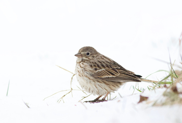 Vesper Sparrow - Toronto, ON