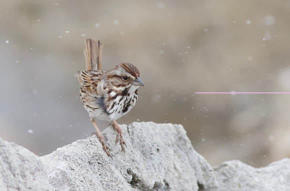 Song Sparrow - Toronto, ON