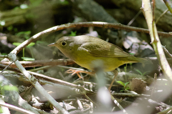 Connecticut Warbler - Toronto, ON