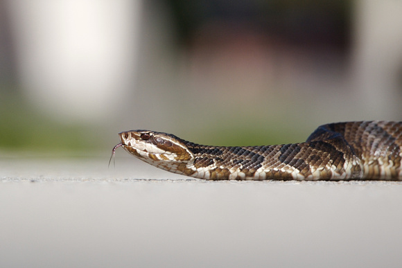 Water Mocassin (Florida Cottonmouth)