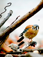 American Kestrel and Mouse