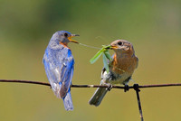 Eastern Bluebird Pair Exchanging Katydid