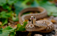 Northern Brown Snake