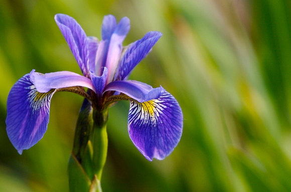 Larger Blue Flag Iris