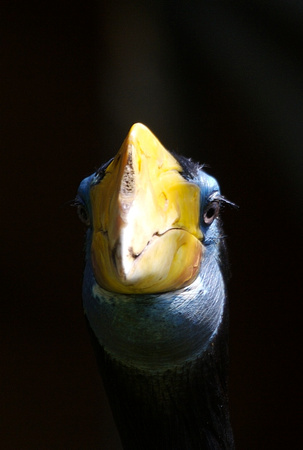 Wrinkled Hornbill