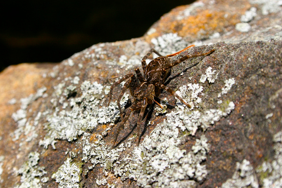 Brown-legged Fishing Spider