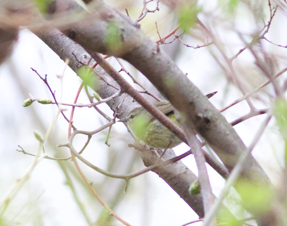 Orange-crowned Warbler - Toronto, ON