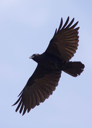 Fish Crow - Mississauga, ON
