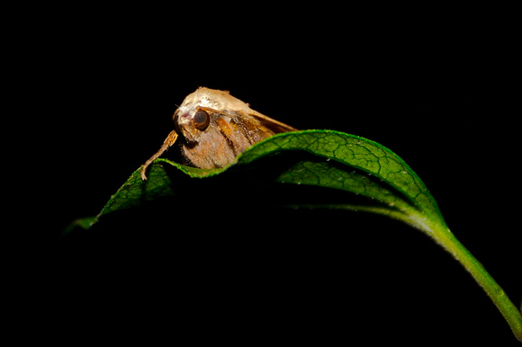 Common House Moth