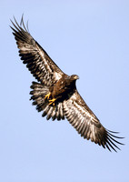 Bald Eagle - Juvenile
