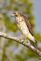Red-shouldered Hawk (juv.)