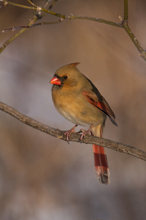 Northern Cardinal - Female